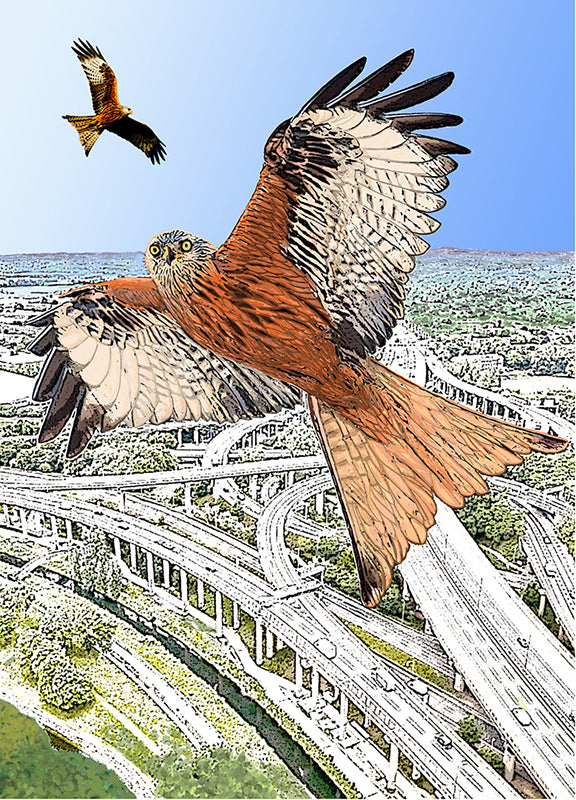 Highway Patrol (Red Kites) Framed (RR23)