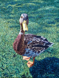 Lady Mallard . Oil Painting (JC08)