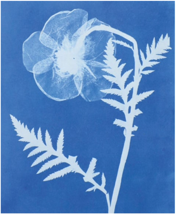 Papaver Orientale -poppy (Card)