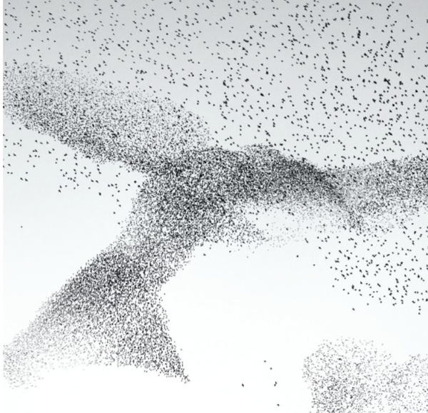 Starling Murmuration (Card)