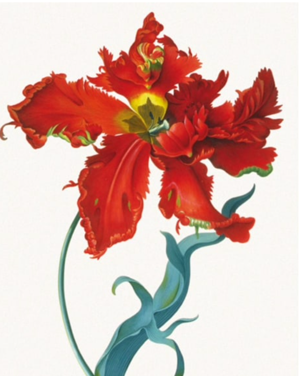 Parrot Tulip (Card)