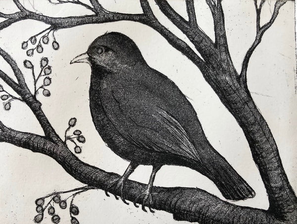 Blackbird a/p, Etching Print (CM02)