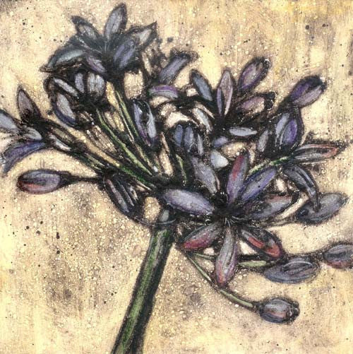 Agapanthus Study 4
