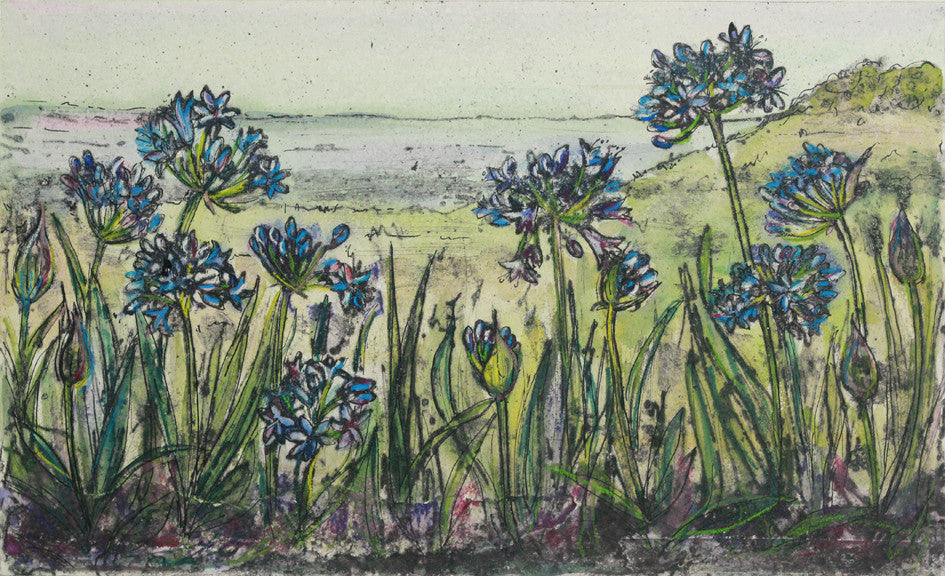 Cornish Agapanthus