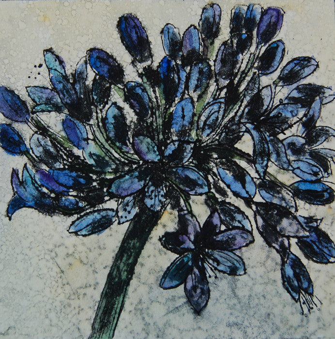 Agapanthus Inkspot (a/p)