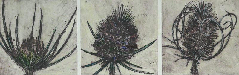 Teasels from Bud to Seed