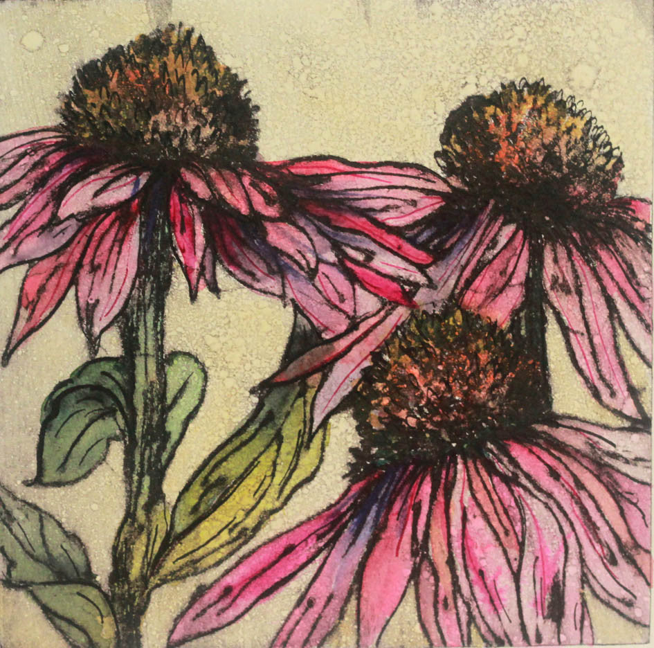 Late Summer, Echinacea (a/p)