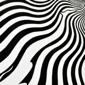 Bridget Riley's Dog (46/100)