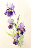 Irises. WATERCOLOUR painting (KT15)