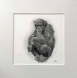 Chimpanzee. Print from Graphite Pencil original (MJ05)
