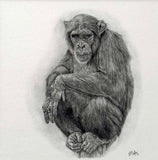 Chimpanzee. Print from Graphite Pencil original (MJ05)