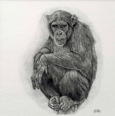 Chimpanzee. Print from Graphite Pencil original (MJ05)