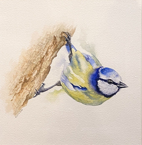 Blue Tit. WATERCOLOUR painting (KT11)