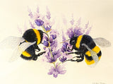 Bees with Lavender. WATERCOLOUR painting (KT14)