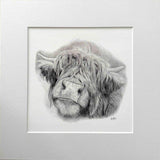 Highland Cow. Print from Graphite Pencil original (MJ09)