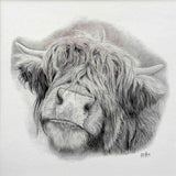 Highland Cow. Print from Graphite Pencil original (MJ09)