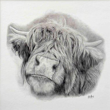 Highland Cow. Print from Graphite Pencil original (MJ09)