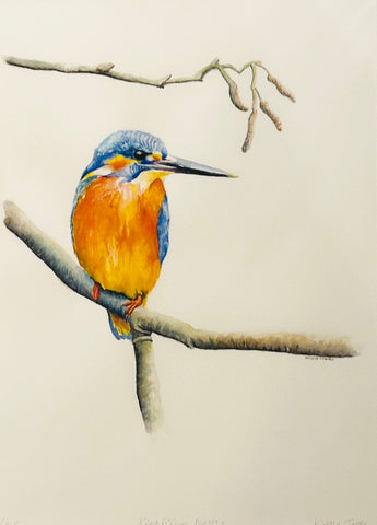 Kingfisher Resting. Giclee Print (KT19)