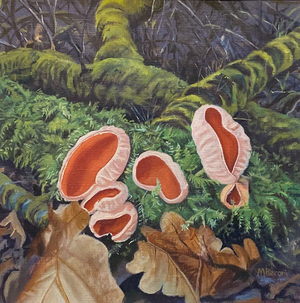 Scarlet Elf Cups (Fairy Baths) Mushroom. OIL (MA09)