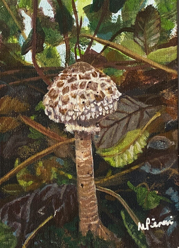 Shaggy Parasol Mushroom. Acrylic (MA11)