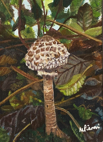 Shaggy Parasol Mushroom. Acrylic (MA11)