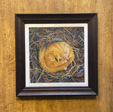 Hazel Dormouse (Hibernation). OIL (MA15)