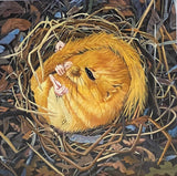 Hazel Dormouse (Hibernation). OIL (MA15)