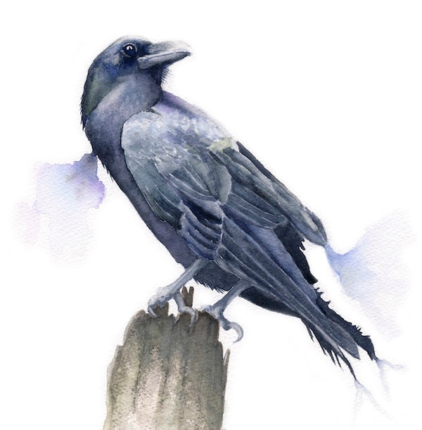 Raven, Watercolour on Paper (KT28)