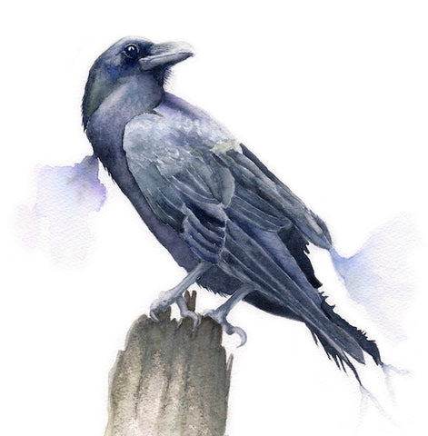 Raven, Watercolour on Paper (KT28)