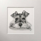Schnauzer. Print from Graphite Pencil original (MJ07)