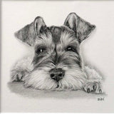 Schnauzer. Print from Graphite Pencil original (MJ07)