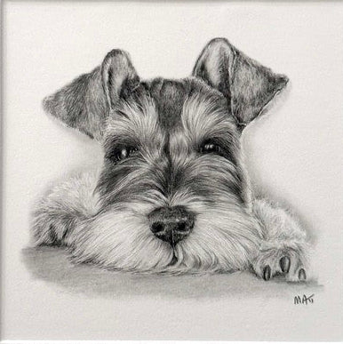 Schnauzer. Print from Graphite Pencil original (MJ07)