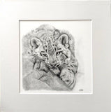 Snow Leopard. Print from Graphite Pencil original (MJ08)