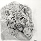 Snow Leopard. Print from Graphite Pencil original (MJ08)