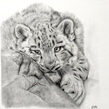 Snow Leopard. Print from Graphite Pencil original (MJ08)