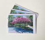 Cherry Trees, Bournville Park (Card)