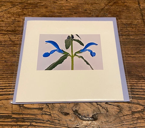Salvia Patens (card)
