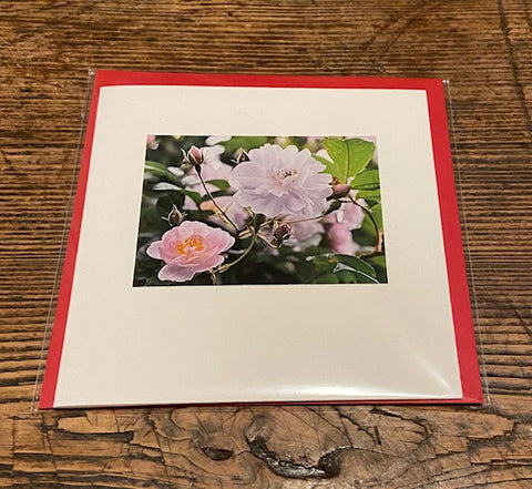 Paul's Himalayan Musk Rose (card)