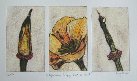Californian Poppy from Bud to Seed (7/10)