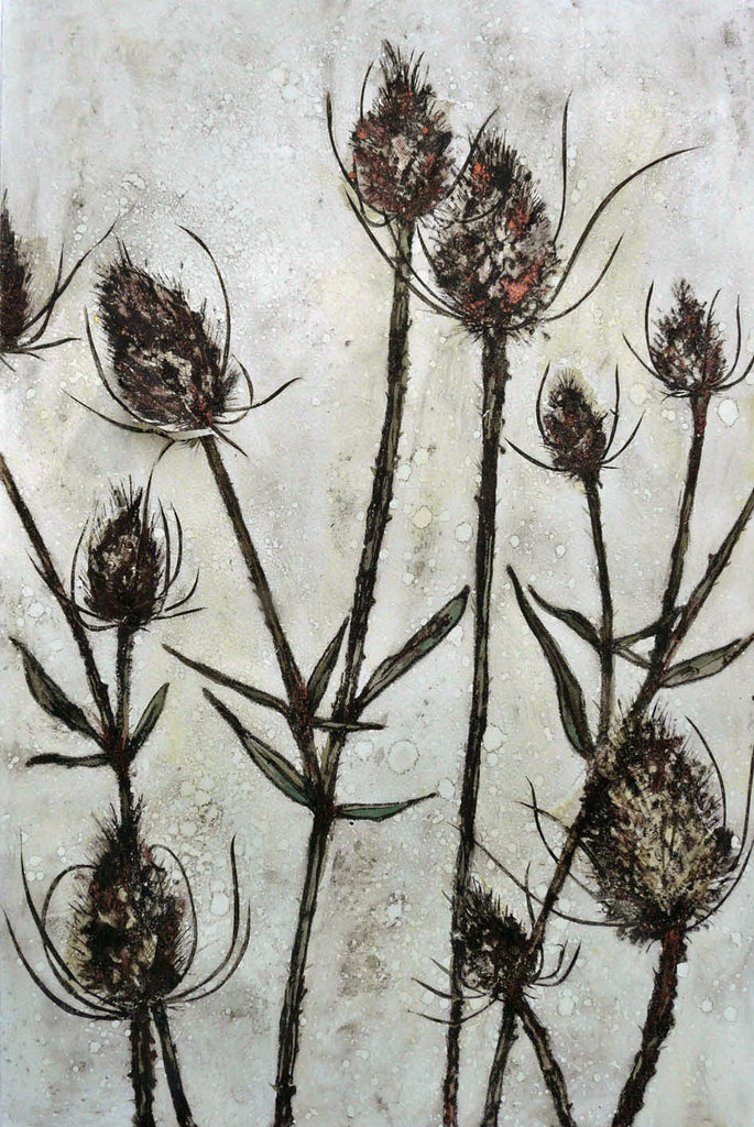 Teasels 5 (a/p)